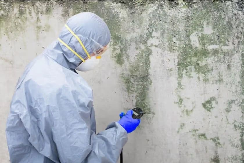 How to treat Fungal infected Walls and Wood