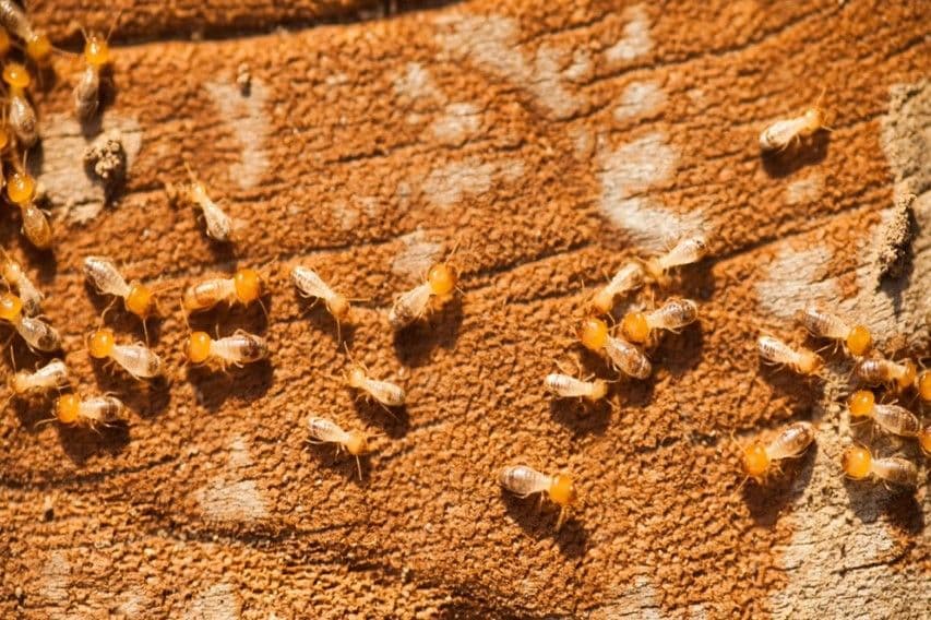 Anti Termite Treatment Services